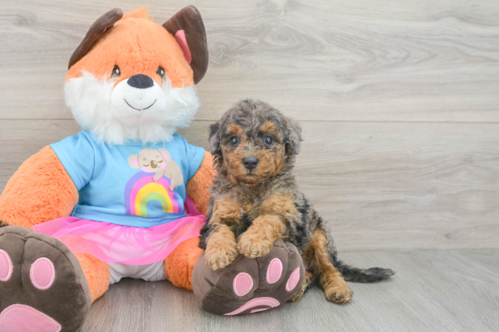 Little Mini Goldenpoo Poodle Mix Puppy