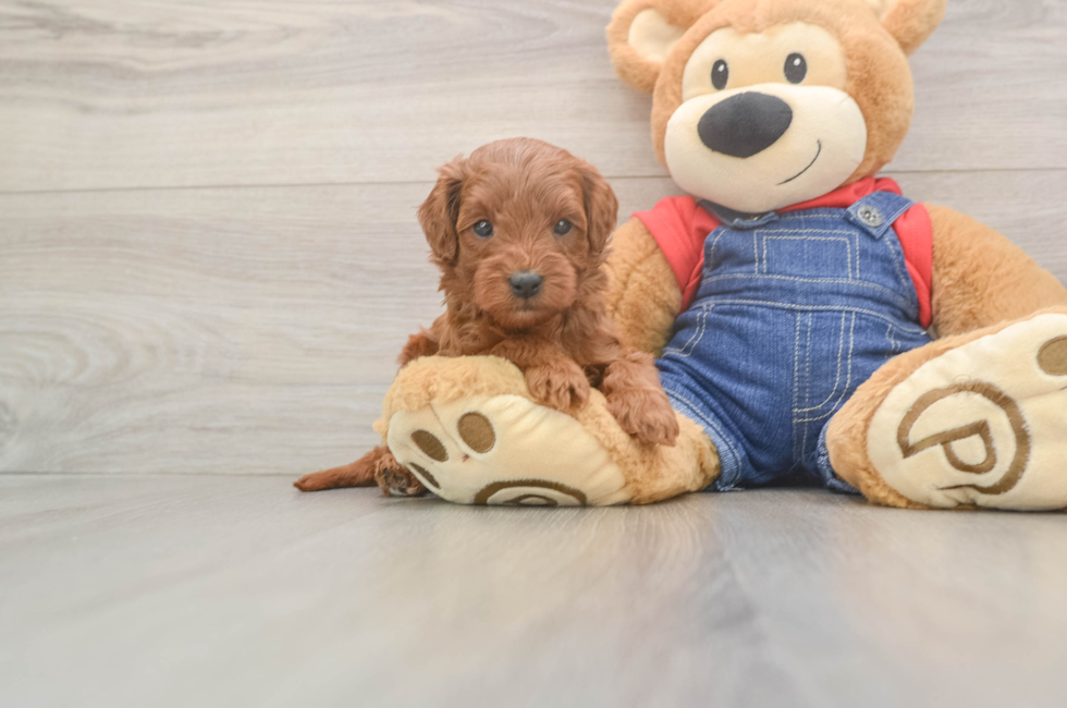 5 week old Mini Goldendoodle Puppy For Sale - Windy City Pups