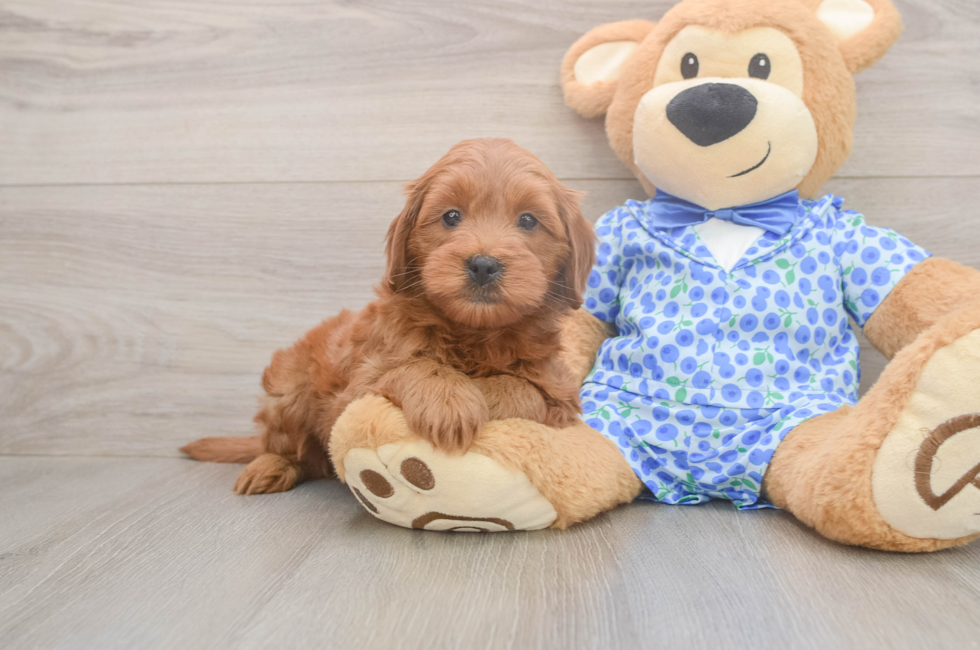 6 week old Mini Goldendoodle Puppy For Sale - Windy City Pups