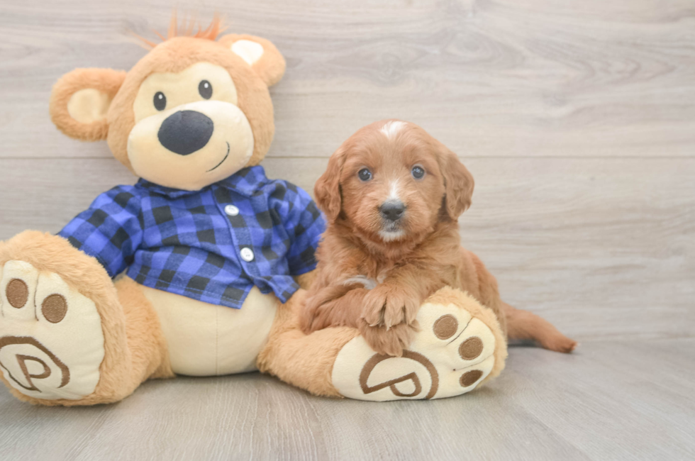 5 week old Mini Goldendoodle Puppy For Sale - Windy City Pups