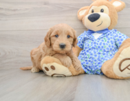 7 week old Mini Goldendoodle Puppy For Sale - Windy City Pups