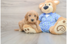 Mini Goldendoodle Puppy for Adoption