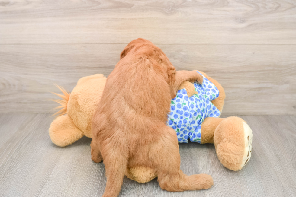 Best Mini Goldendoodle Baby