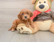 7 week old Mini Goldendoodle Puppy For Sale - Windy City Pups