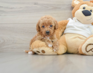 9 week old Mini Goldendoodle Puppy For Sale - Windy City Pups