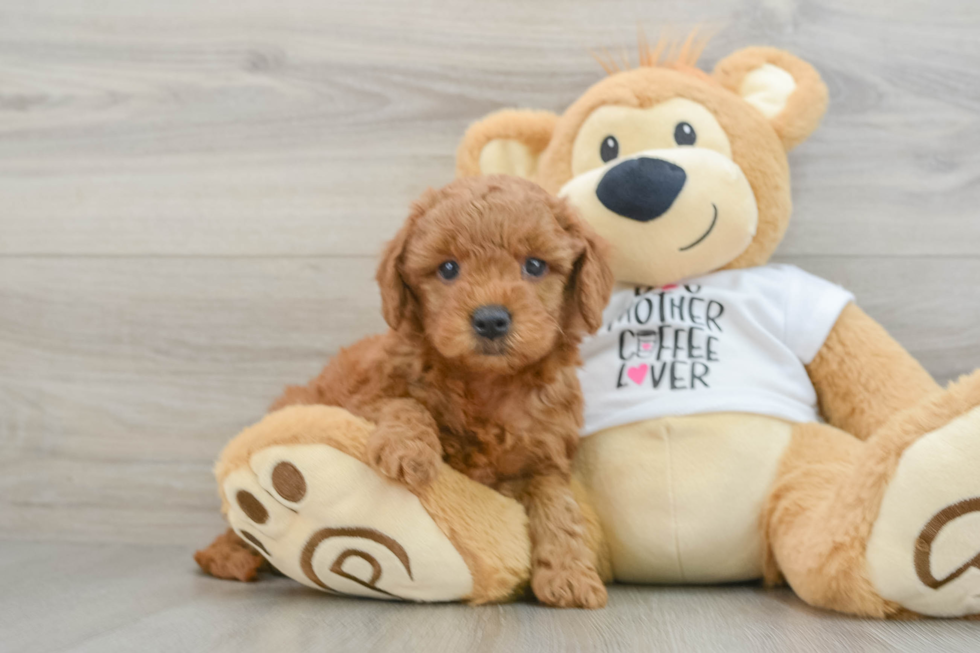 Mini Goldendoodle Puppy for Adoption