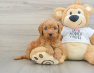 8 week old Mini Goldendoodle Puppy For Sale - Windy City Pups