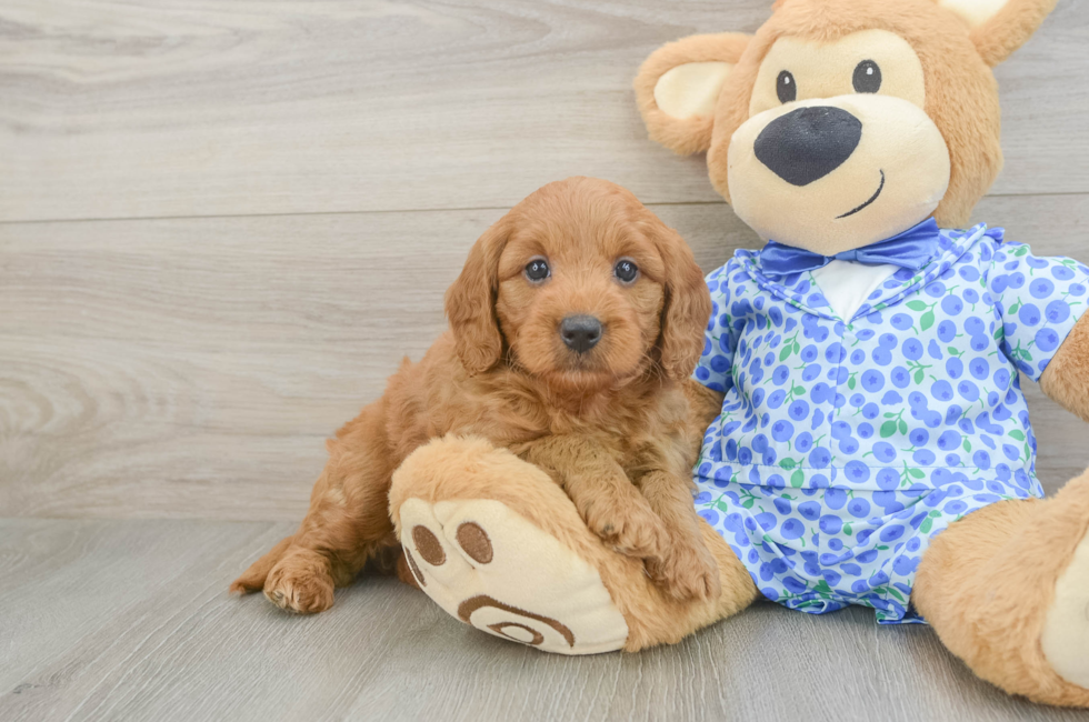 5 week old Mini Goldendoodle Puppy For Sale - Windy City Pups