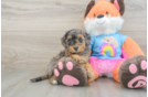 Mini Goldendoodle Pup Being Cute