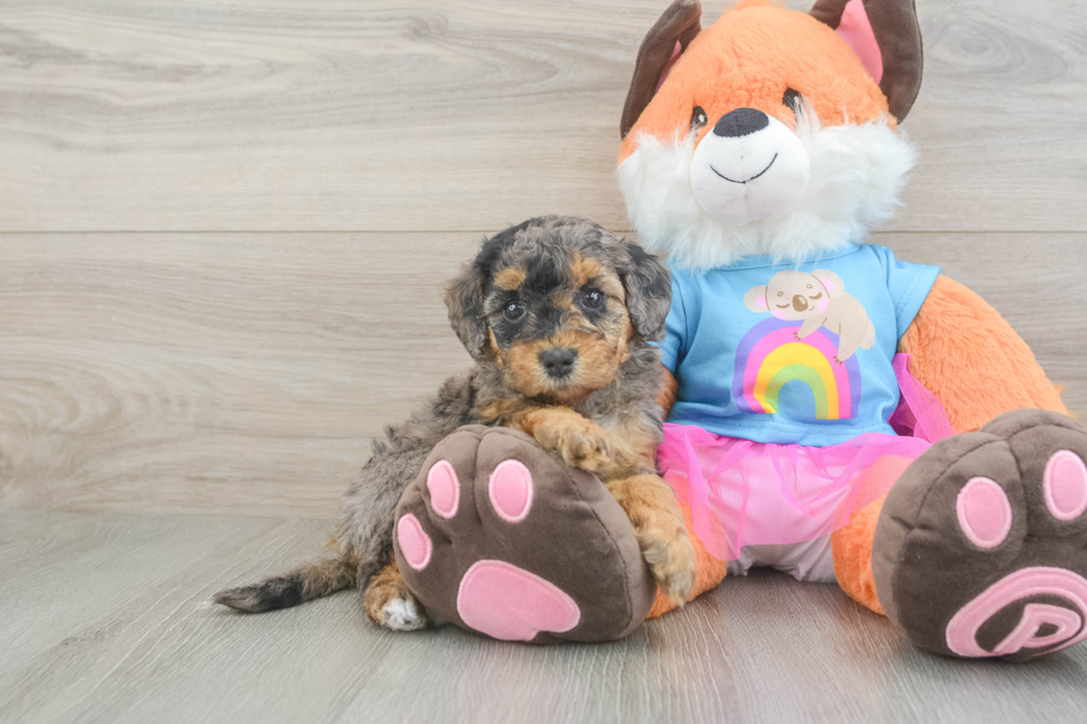 Mini Goldendoodle Pup Being Cute
