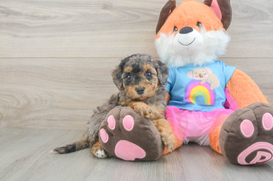 Mini Goldendoodle Pup Being Cute