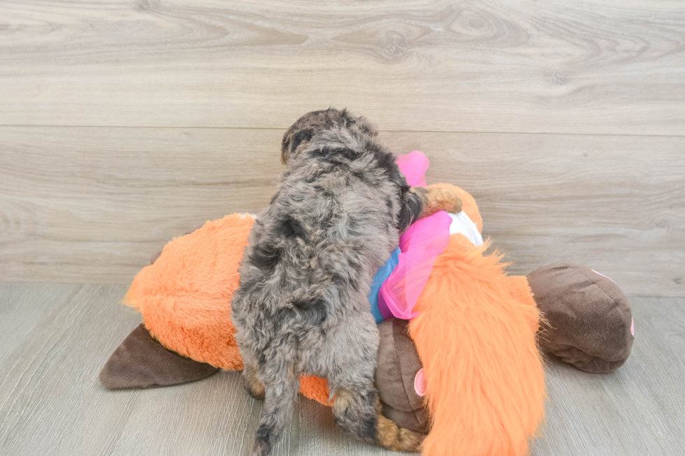 Mini Goldendoodle Puppy for Adoption