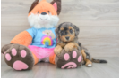 Mini Goldendoodle Pup Being Cute