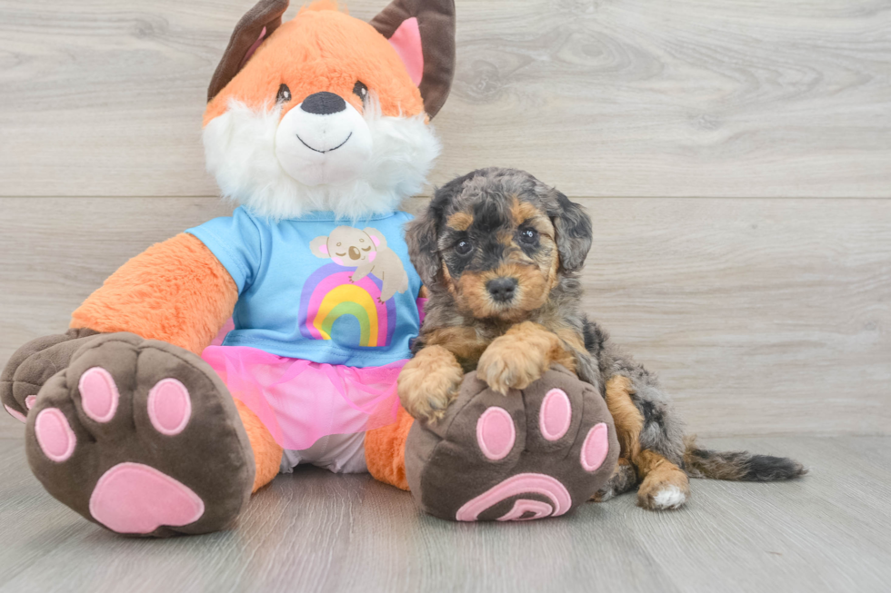 Mini Goldendoodle Pup Being Cute