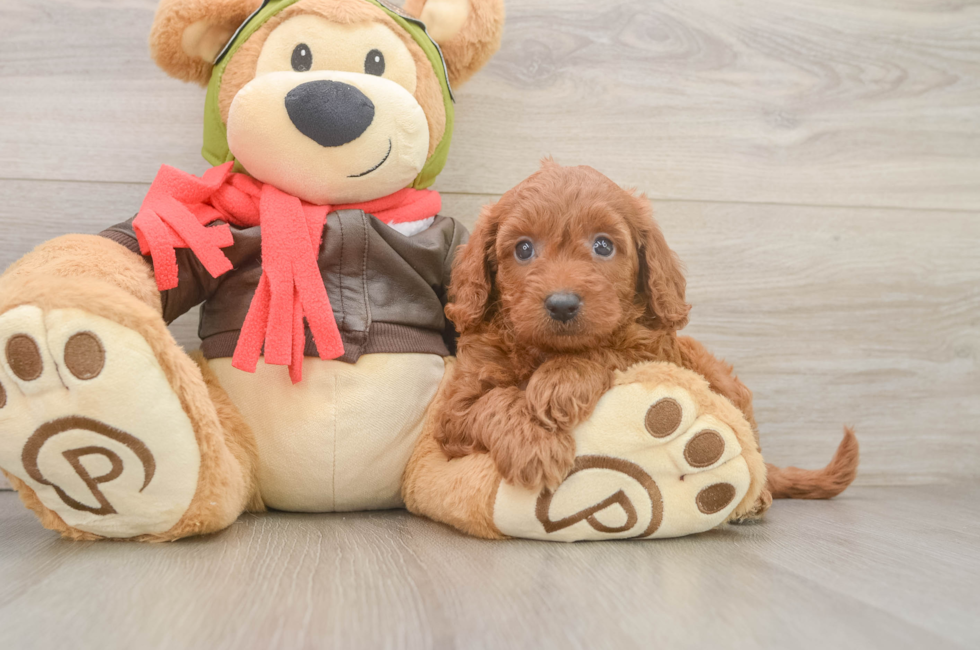 6 week old Mini Goldendoodle Puppy For Sale - Windy City Pups
