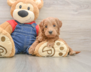 5 week old Mini Goldendoodle Puppy For Sale - Windy City Pups