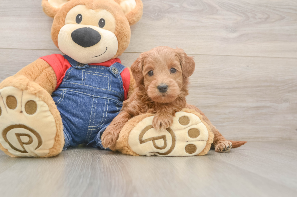 5 week old Mini Goldendoodle Puppy For Sale - Windy City Pups