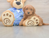 7 week old Mini Goldendoodle Puppy For Sale - Windy City Pups