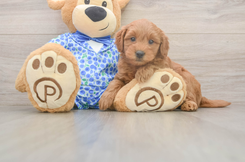 6 week old Mini Goldendoodle Puppy For Sale - Windy City Pups