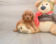 8 week old Mini Goldendoodle Puppy For Sale - Windy City Pups