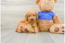 Mini Goldendoodle Pup Being Cute