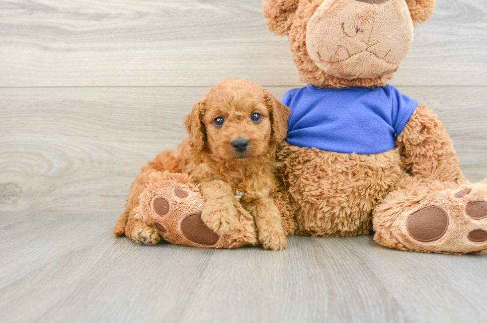 7 week old Mini Goldendoodle Puppy For Sale - Windy City Pups