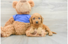 Best Mini Goldendoodle Baby