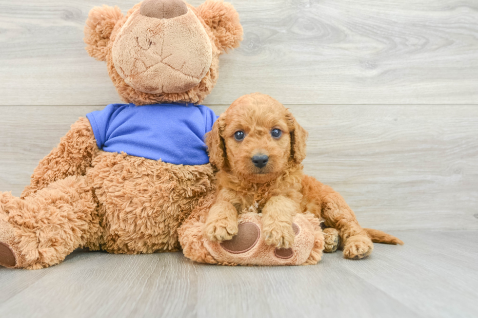 Best Mini Goldendoodle Baby