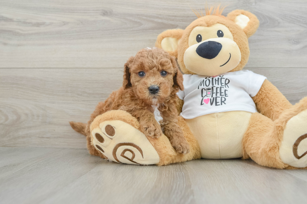 5 week old Mini Goldendoodle Puppy For Sale - Windy City Pups