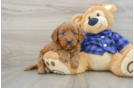 Mini Goldendoodle Puppy for Adoption