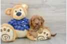 Best Mini Goldendoodle Baby