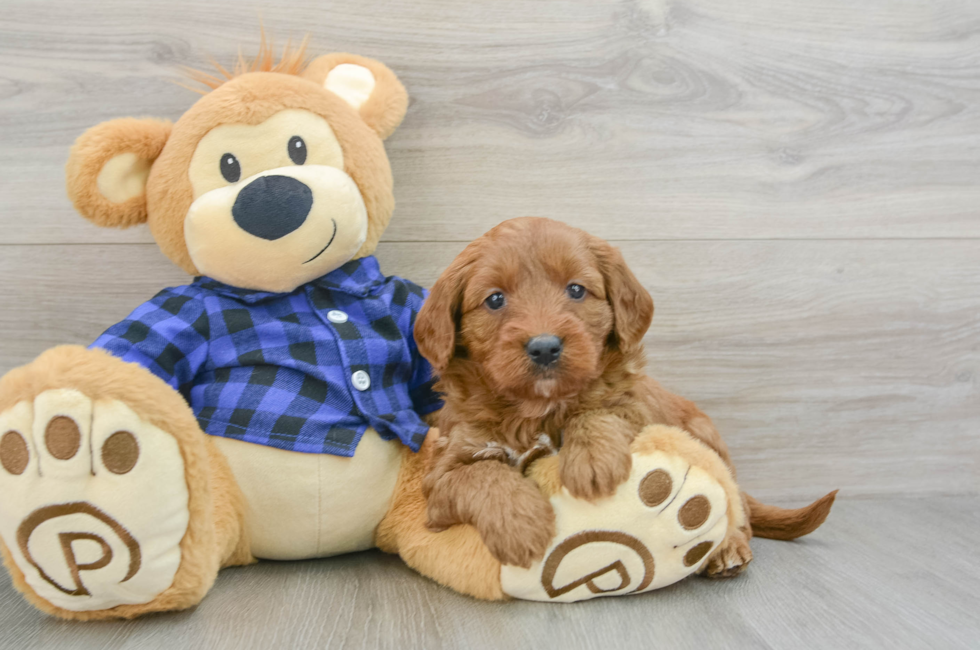 7 week old Mini Goldendoodle Puppy For Sale - Windy City Pups