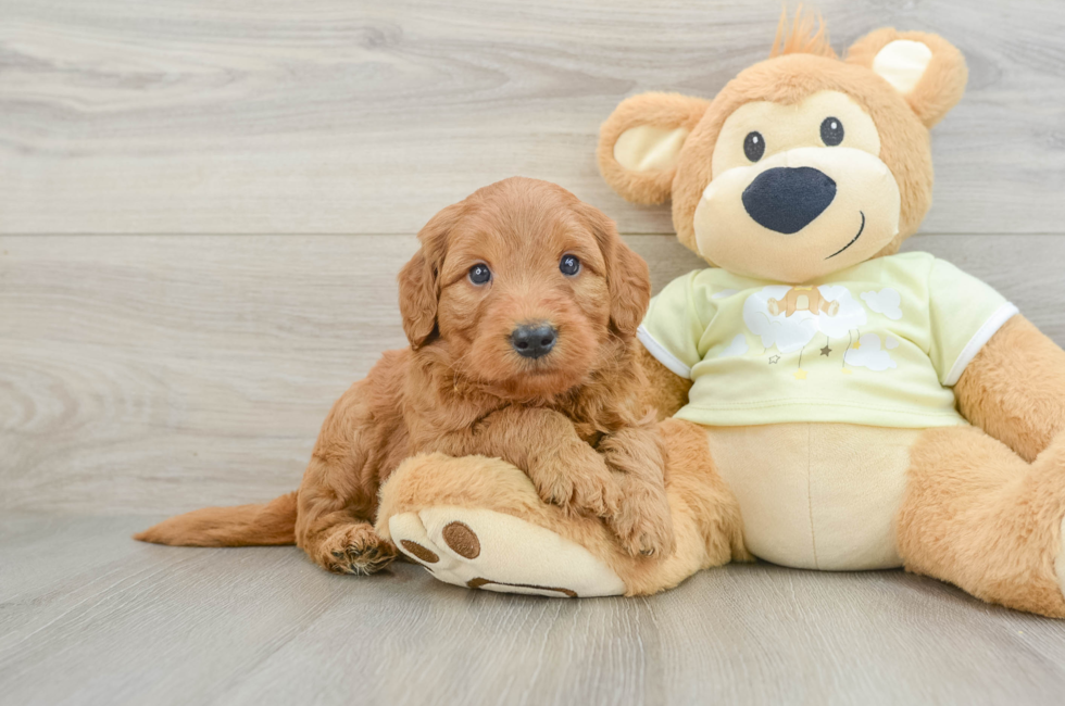 5 week old Mini Goldendoodle Puppy For Sale - Windy City Pups