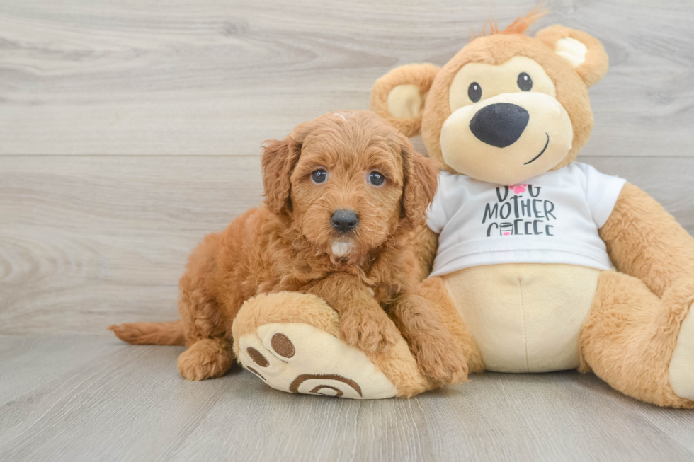 Mini Goldendoodle Puppy for Adoption
