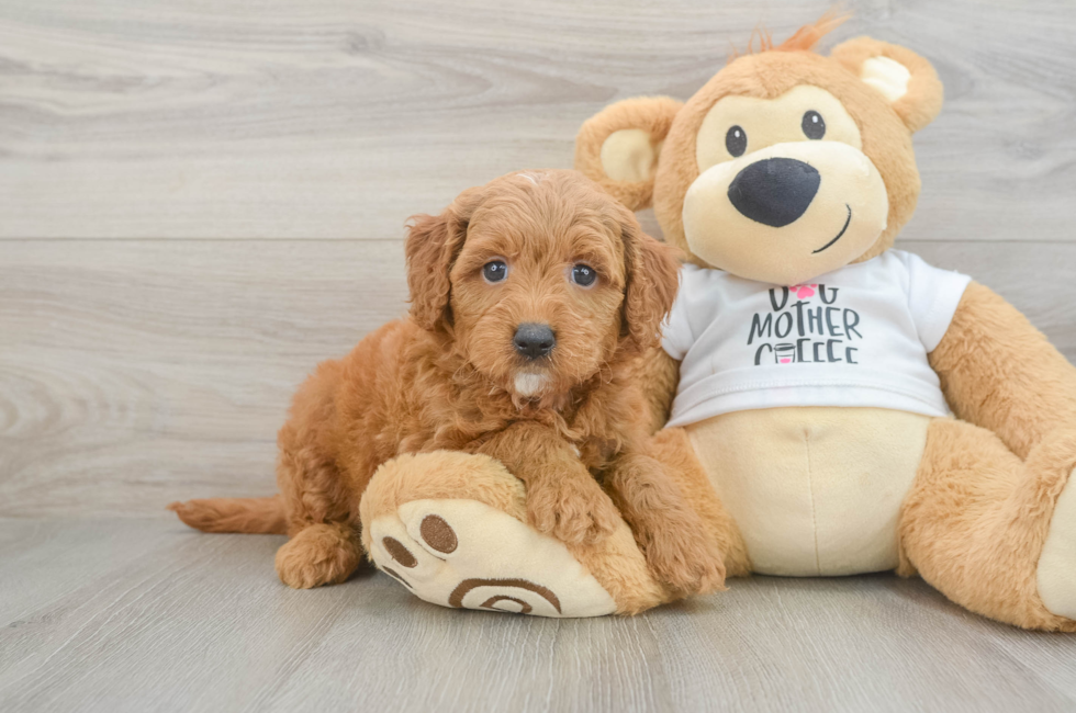 6 week old Mini Goldendoodle Puppy For Sale - Windy City Pups