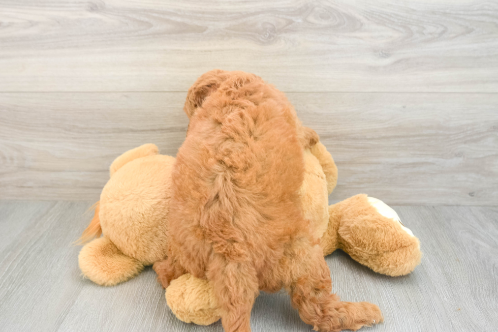 Mini Goldendoodle Pup Being Cute