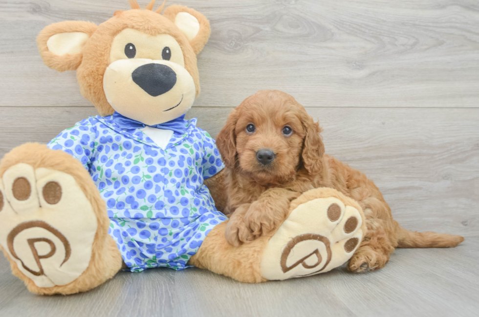 5 week old Mini Goldendoodle Puppy For Sale - Windy City Pups