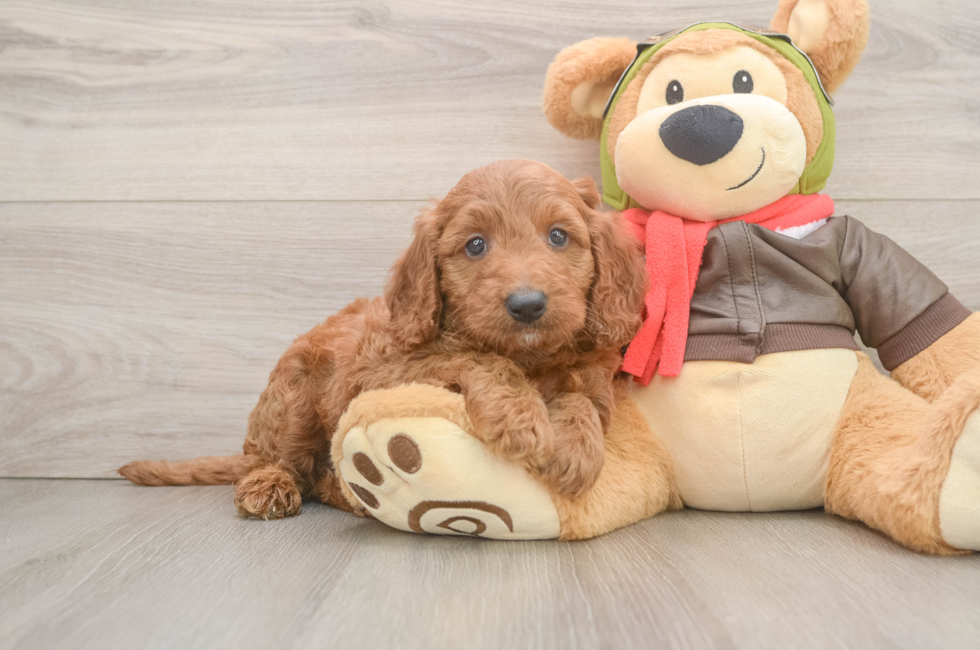 6 week old Mini Goldendoodle Puppy For Sale - Windy City Pups