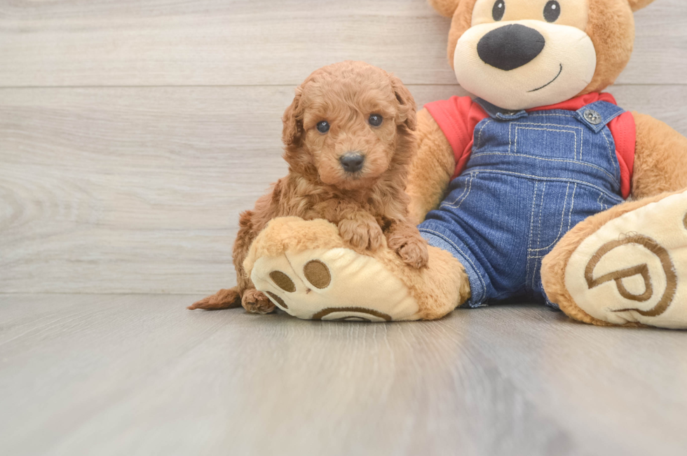 6 week old Mini Goldendoodle Puppy For Sale - Windy City Pups