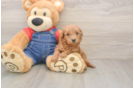 Mini Goldendoodle Puppy for Adoption