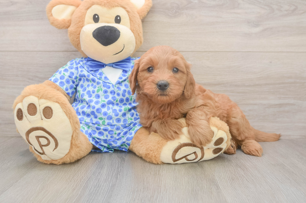 6 week old Mini Goldendoodle Puppy For Sale - Windy City Pups