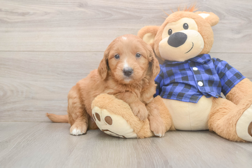 Meet Baron - our Mini Goldendoodle Puppy Photo  2/3 - Windy City Pups Mini Goldendoodle Puppy for Adoption