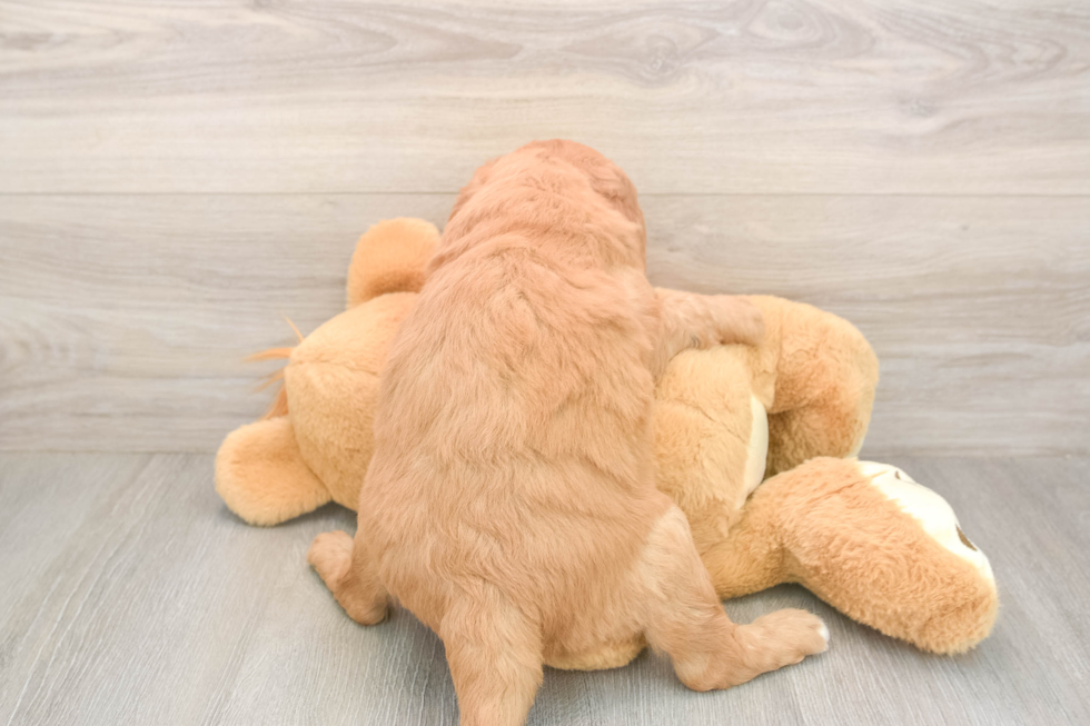 Meet Baron - our Mini Goldendoodle Puppy Photo  3/3 - Windy City Pups Mini Goldendoodle Puppy for Adoption