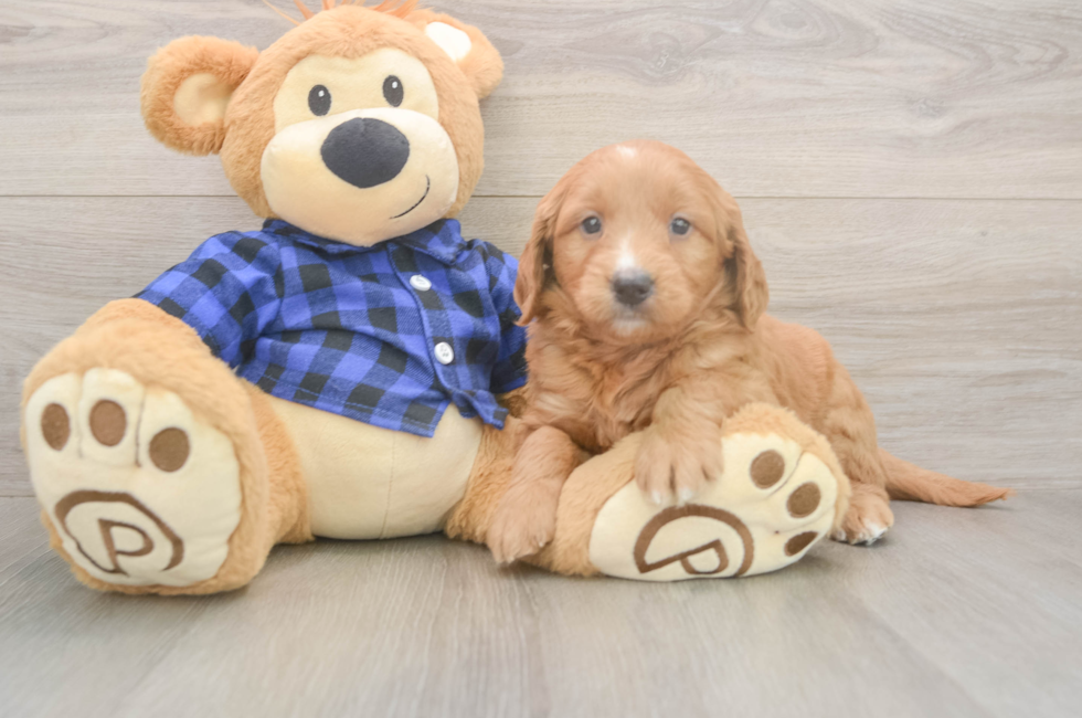 5 week old Mini Goldendoodle Puppy For Sale - Windy City Pups