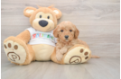 Best Mini Goldendoodle Baby