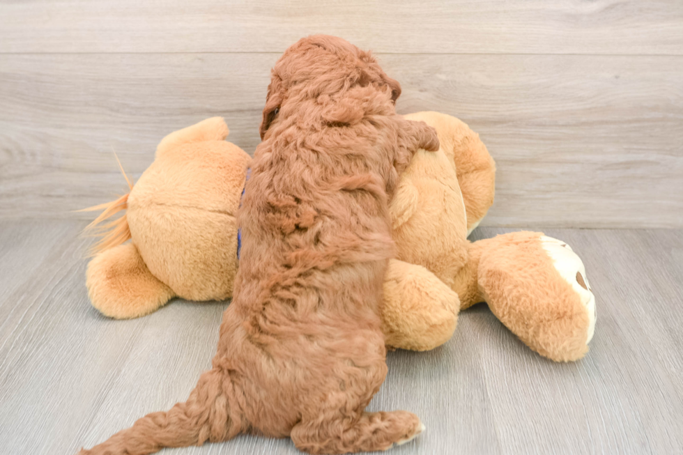 Mini Goldendoodle Pup Being Cute