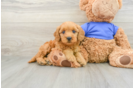 Adorable Golden Retriever Poodle Mix Poodle Mix Puppy