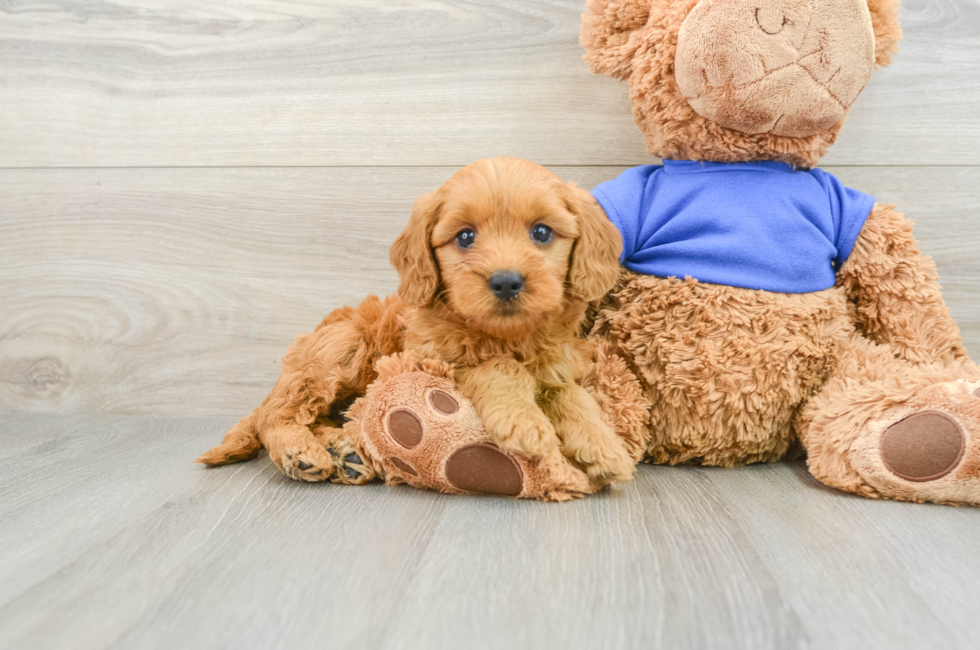 7 week old Mini Goldendoodle Puppy For Sale - Windy City Pups