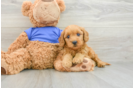 Mini Goldendoodle Puppy for Adoption