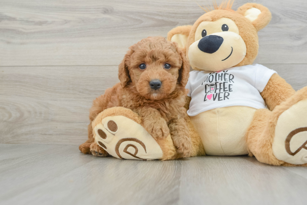 Mini Goldendoodle Puppy for Adoption